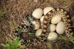 What do Snakes in the Rainforest Eat?: Eggs are a Significant Part of the Diet of Snakes in the Rainforest (Credit: USFWS Mountain-Prairie 2008, Uploaded Online 2018 .CC BY 2.0.)