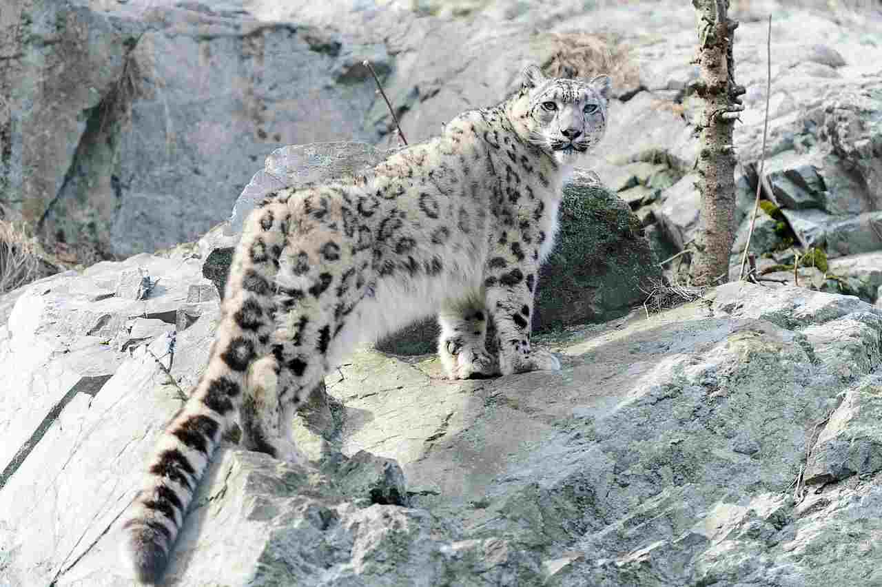 Snow Leopards' Predators and Prey Discussed: Remoteness of Their Habitat Contributes to Apex Predator Status of Snow Leopards (Credit: Eric Kilby 2014 .CC BY-SA 2.0.)