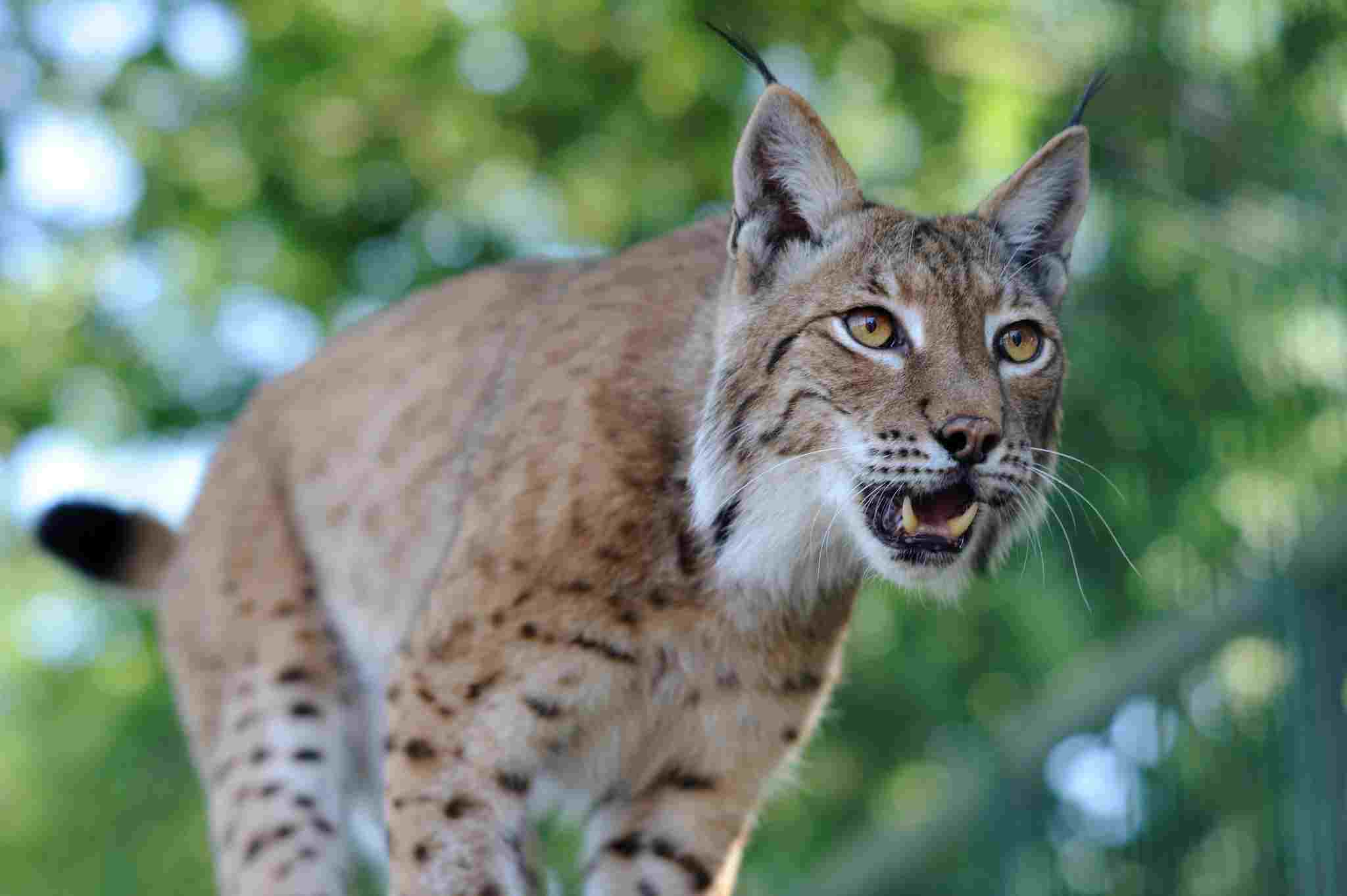 Snow Leopards' Predators and Prey Discussed: Eurasian Lynx is an Apex Predator in Close Ecological Proximity to Snow Leopards (Credit: Oregon State University 2010, Uploaded Online 2018 .CC BY-SA 2.0.)