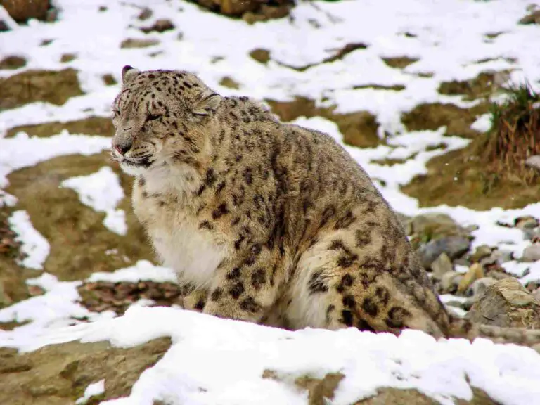Snow Leopards’ Predators and Prey Discussed