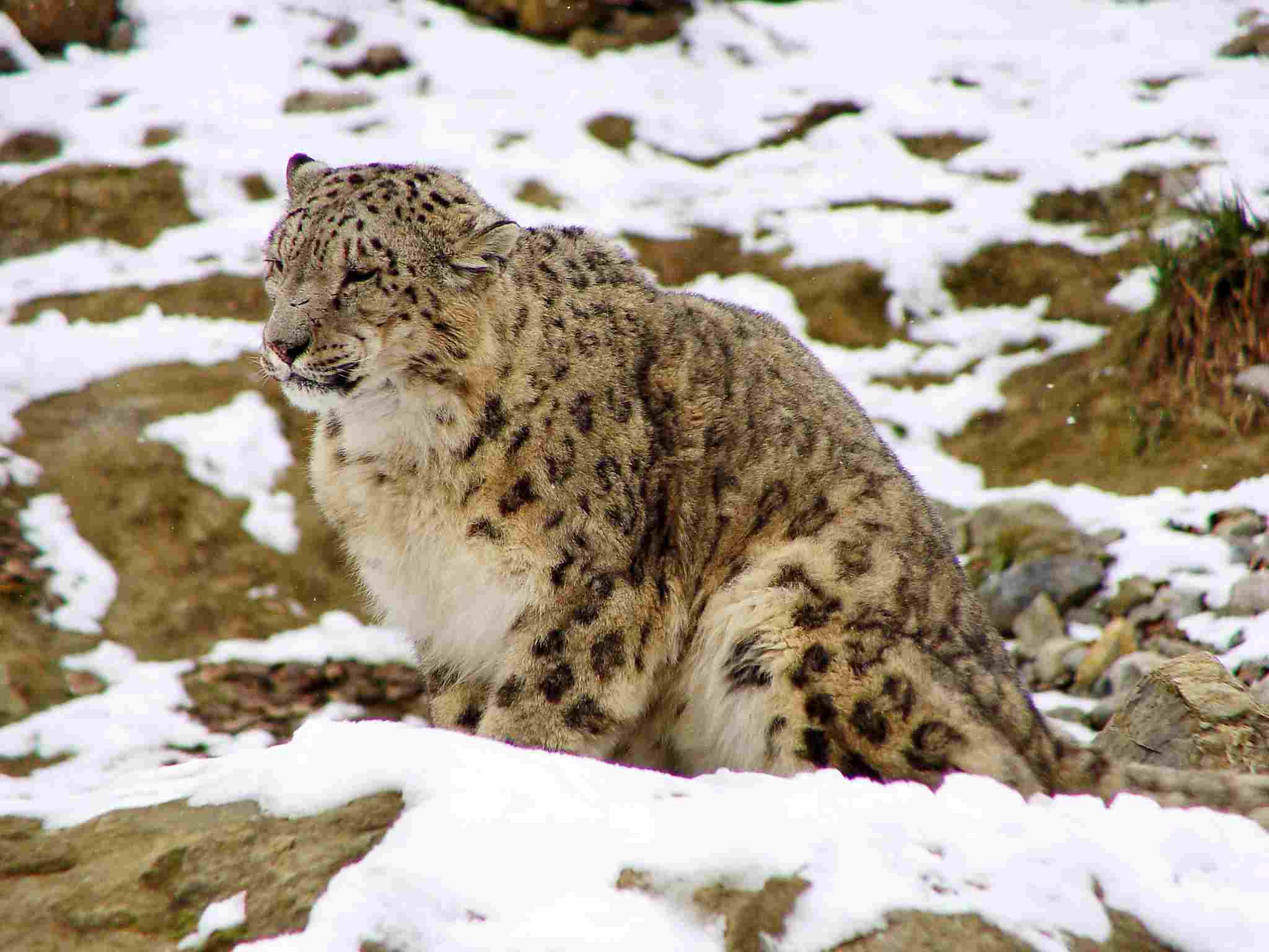Snow Leopards' Predators and Prey Discussed: Camouflage and Elusive Behavior Contribute to the 'Ghostly' Reputation of the Snow Leopard (Credit: Tambako The Jaguar 2005, Uploaded Online 2007 .CC BY-ND 2.0.)