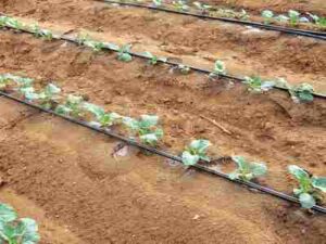 Solutions to Soil Erosion: Sustainable Irrigation Methods like Drip Irrigation Deliver Only the Amount of Water Required for Optimal Plant Growth (Credit: Water Alternatives Photos 2011, Uploaded Online 2021 .CC BY 2.0.)