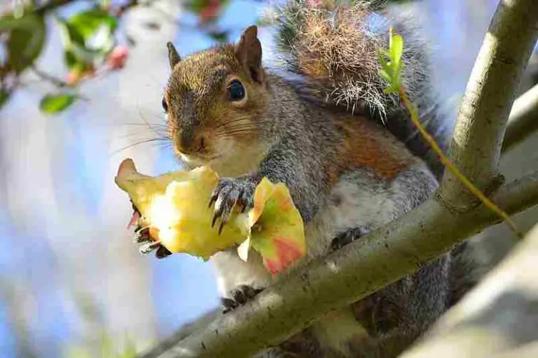 Are Squirrels Omnivores? Feeding Behavior of Squirrels Discussed
