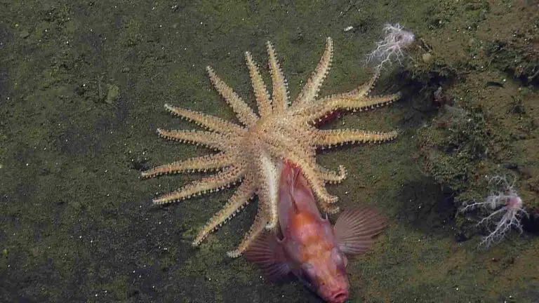 How Do Most Starfish Get Their Food? Foraging Habits of Starfish Revealed