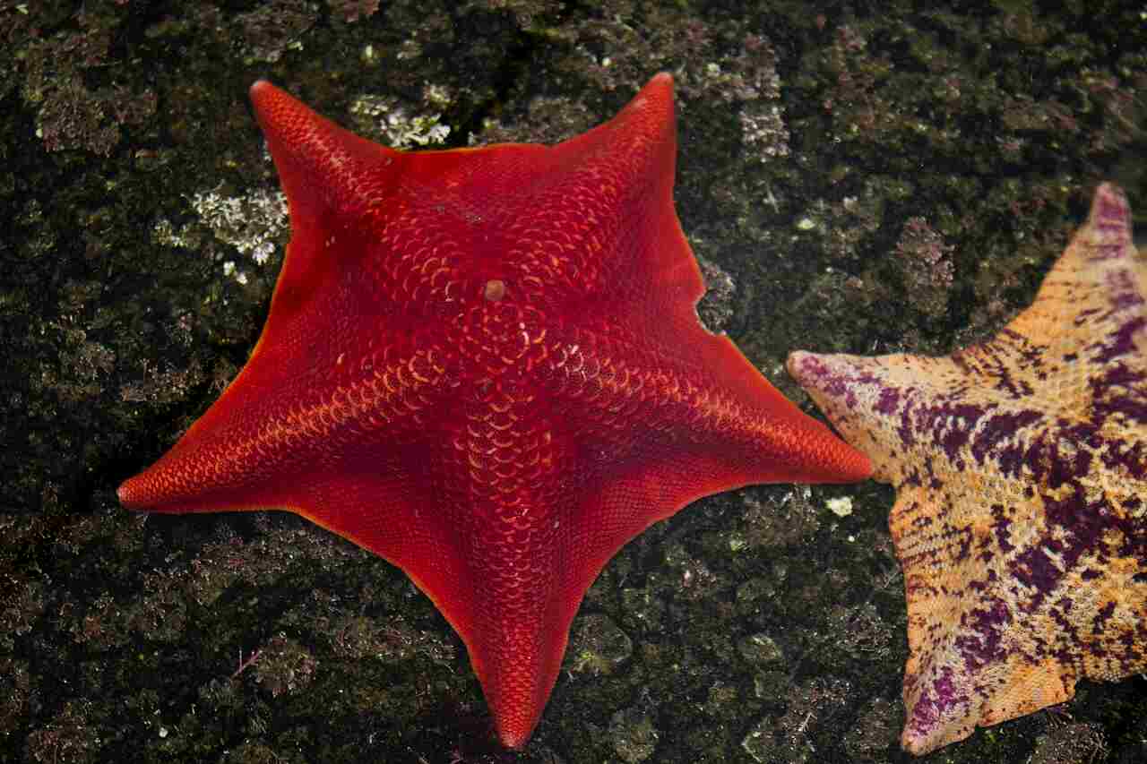 How Do Most Starfish Get Their Food: Generally, Sea Stars Inhabit the Benthic Zone (Credit: Samuriah.com 2011 .CC BY-SA 3.0.)
