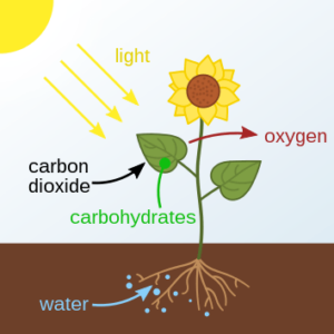 Steps of the Carbon Cycle Process: Plants as Key Organisms Involved in Photosynthetic Assimilation (Credit: At09kg, Wattcle, Nefronus 2016 .CC BY-SA 4.0.)