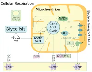 Steps of Oxygen Cycle Process: Organic Cell Reactions show Utilization or Consumption of Oxygen (Credit: Zlir'a 2020 .CC BY-SA 4.0.)