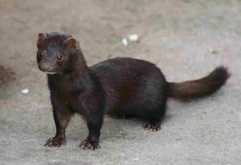 Stoat Vs Mink Pictures, Differences and Similarities Discussed