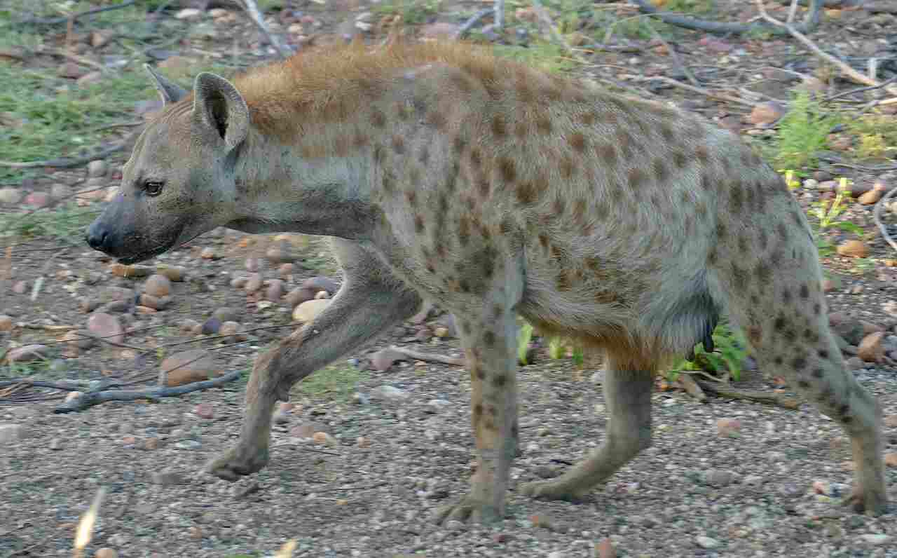 Striped Hyena Vs Spotted Hyena: In Terms of Size and Weight, Spotted Hyenas are Ahead of Striped Hyenas (Credit: Bernard DUPONT 2023 .CC BY-SA 2.0.)