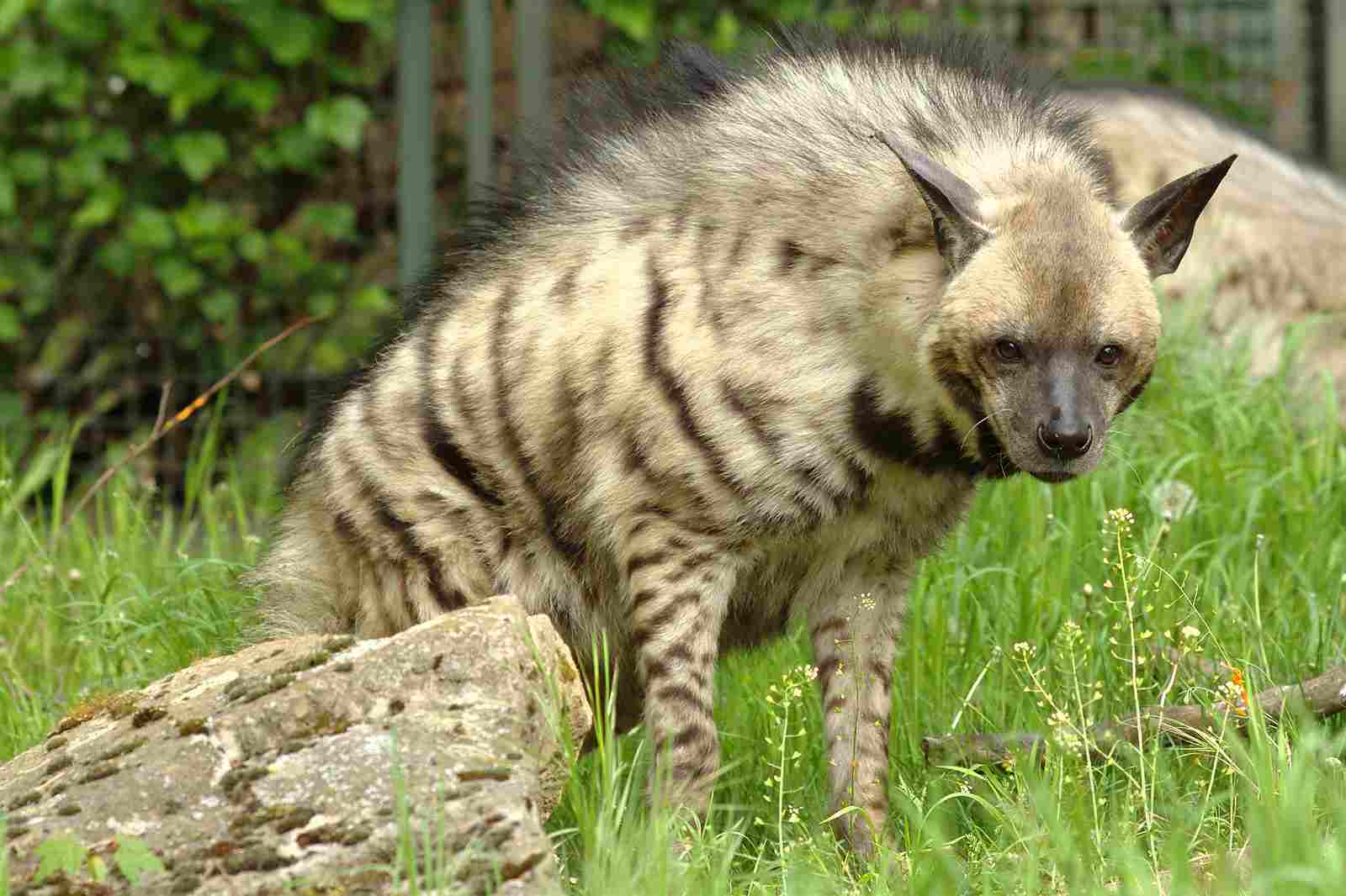 Striped Hyena Vs Spotted Hyena: the Striped Hyena is More Solitary Than its Spotted Counterpart (Credit: zoofanatic 2014 .CC BY 2.0.)