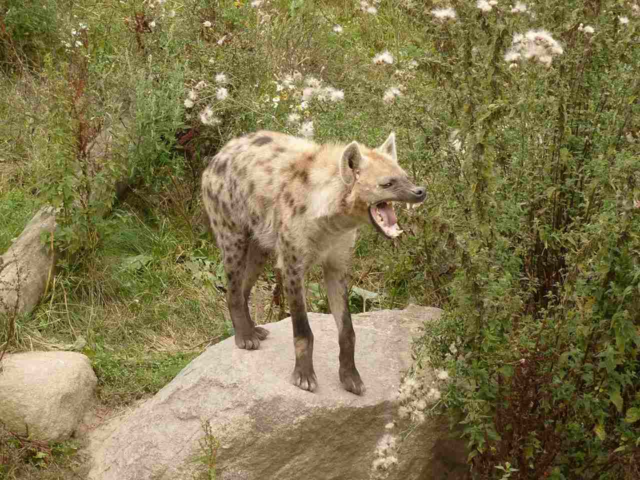 Striped Hyena Vs Spotted Hyena: All Hyena Species are Potentially Dangerous to Humans (Credit: zoofanatic 2012 .CC BY 2.0.)