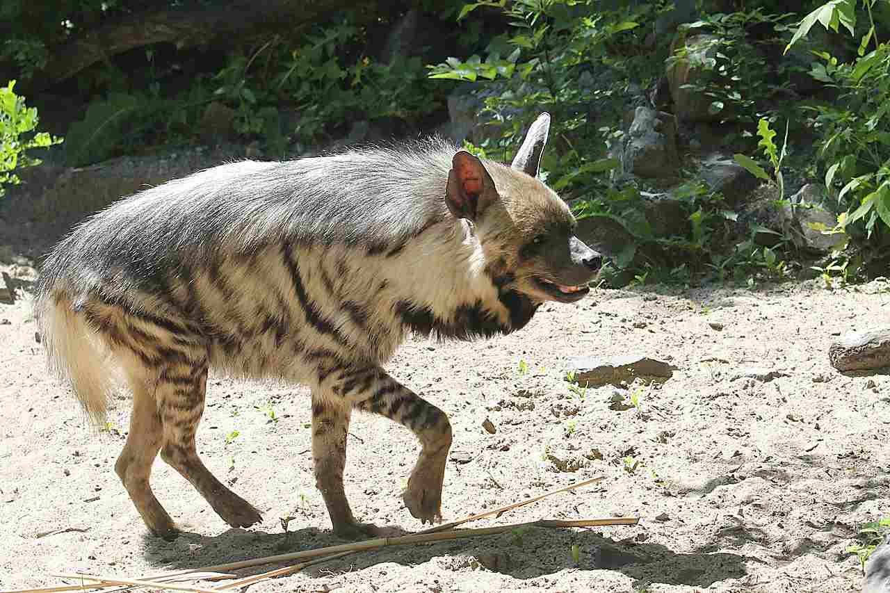 Striped Hyena Vs Spotted Hyena: Climate Change and Degradation of Habitats Affect Striped and Spotted Hyenas (Credit: zoofanatic 2013 .CC BY 2.0.)