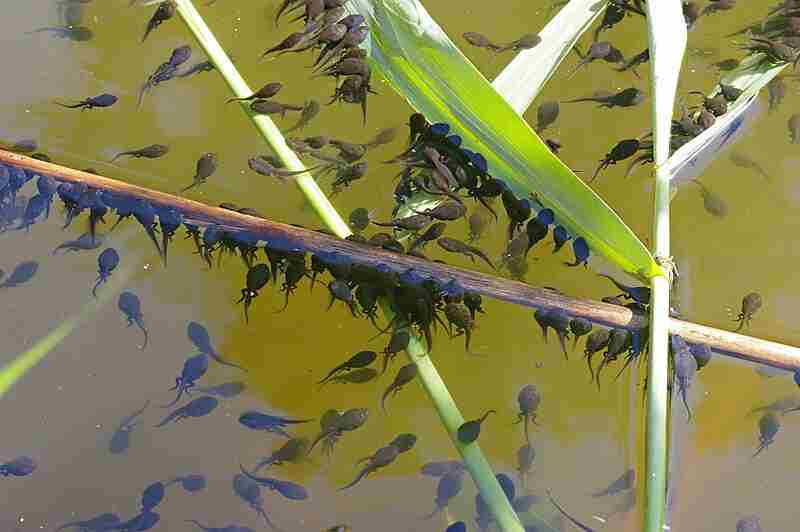 What Do Tadpoles Eat?: Grass is Both a Potential Food Source and a Means of Anchorage for Tadpoles (Credit: Christian Fischer 2009 .CC BY-SA 3.0.)