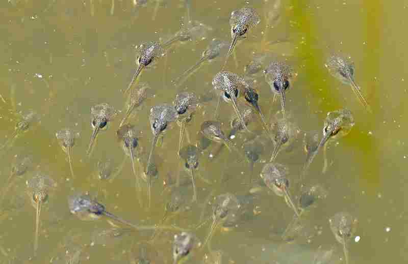 What Do Tadpoles Eat?: Although Tadpoles Can Survive in Stagnant Water, It is Not an Ideal Environment for Them (Credit: Bernard DUPONT 2015 .CC BY-SA 2.0.)