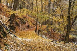 Temperate Deciduous Forest Climate: Temperature Decline in Autumn Season Drives the Onset of Leaf-Discoloration and Shedding in Deciduous Trees (Credit: Faragas 2012 .CC BY-SA 3.0.)