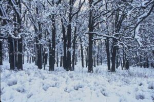 Temperate Deciduous Forest Climate: Autumn and Winter Precipitation may Occur as Snowfall (Credit: Robert A. Karges (U.S. Fish and Wildlife Service) 2002)