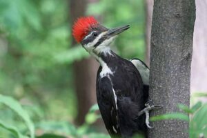 Temperate Forest Animals: Woodpecker is One of the Birds that Can be Found in Temperate Forests (Credit: Cephas 2020 .CC BY-SA 4.0.)