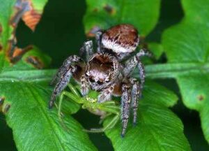 Temperate Forest Animals: Spiders Represent the Most Common and Dominant Arachnids in Temperate Forests (Credit: Sergey Gabdurakhmanov 2009 .CC BY 2.0.)