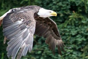 Temperate Forest Animals: The Eagle is an Apex Predator due to its Locomotive and Sensory Advantages (Credit: Donarreiskoffer 2010 .CC BY 3.0.)