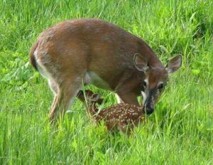 Temperate Forest Biotic Factors: Large Mammals like White-Tailed Deer are Among the Most Dominant Herbivores in Temperate Forests (Credit: James St. John 2008, uploaded online 2012 .CC BY 2.0.)