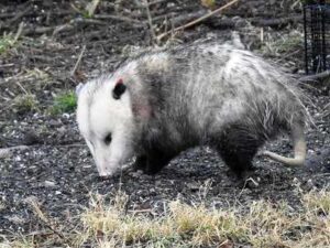 Temperate Forest Animals: The Opossum is an Omnivorous Marsupial in Parts of North America (Credit: U.S. Fish and Wildlife Service Northeast Region 2020)