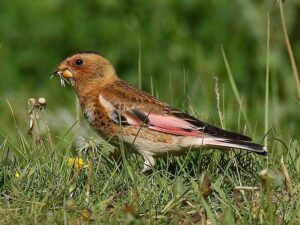 Temperate Forest Food Chain: Birds like the Finch are Primary Consumers in Temperate Forests (Credit: Imran Shah 2016 .CC BY-SA 2.0.)