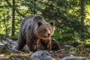 Temperate Forest Food Chain: Bear may be Classified as a Quaternary Consumer in Temperate Forests (Credit: Charles J. Sharp 2022 .CC BY-SA 4.0.)