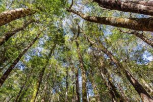 Temperate Forest Plants: Trees in Temperate Forests Form the Top of the Forest Canopy (Credit: Michal Klajban 2019 .CC BY-SA 4.0.)