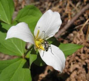 Temperate Forest Plants: Wildflowers (Trillium) Attract Pollinators and Support Biodiversity in Temperate Forests (Credit: brewbooks 2010 .CC BY-SA 2.0.)