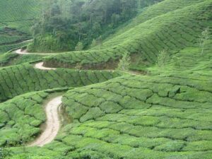 Terrace Farming Examples: Slope Cultivation of Tea Plant in Kerala, India (Credit: Melanurya 2010)