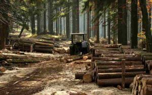 Threats to the Temperate Deciduous Forest: Demand for Wood Drives Extensive Logging Operations in Deciduous Forested Zones (Credit: Przykuta 2006 .CC BY-SA 3.0.)