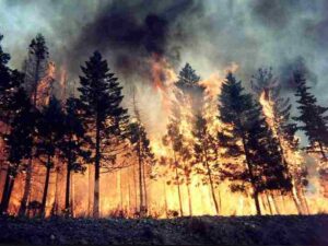 Threats to the Temperate Deciduous Forest: Wildfires can Alter Soil Properties in Temperate Forests (Credit: Wallpaperflare)