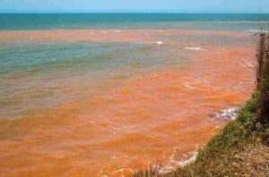 Threats to Estuaries: Toxic Algal Blooms like Red Tides can Produce Toxins that are Ecologically Harmful (Credit: Sheba_Also 43,000 photos 2014 .CC BY-SA 2.0.)