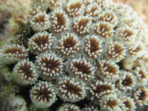 Threats to Coral Reefs: The Tentacles of Corals can Become Clogged With Sediments, Thereby Compromising the Health and Survival of These Organisms (Credit: pakmat 2007 .CC BY-SA 2.0.)