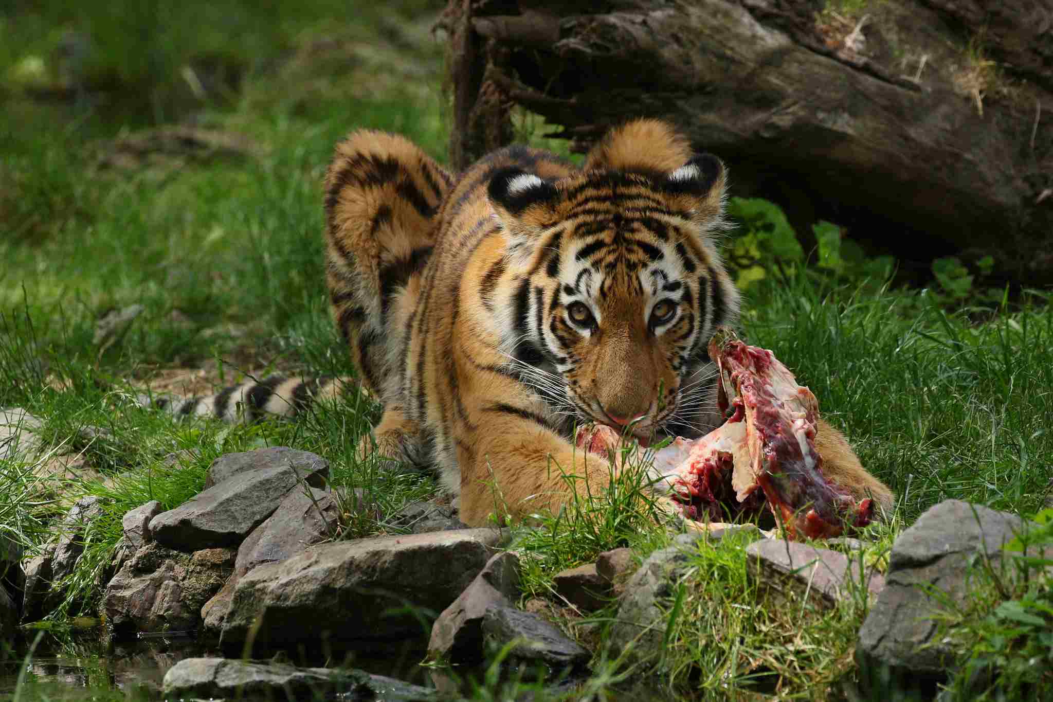 Do Tigers Eat Monkeys: In the Absence of Preferred Prey, Tigers May Feed On Other Predators like Snakes, Leopards and Bears (Credit: zoofanatic 2017 .CC BY 2.0.)