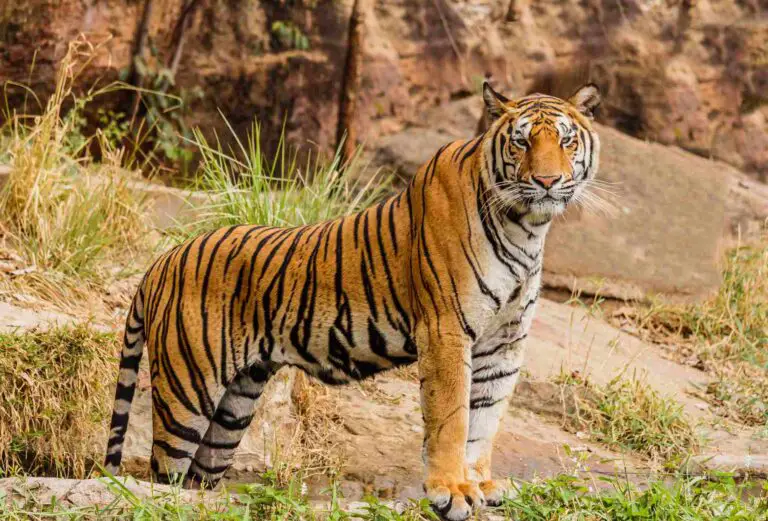 Do Tigers Eat Monkeys? 17+ Prey Animals for Tigers Discussed