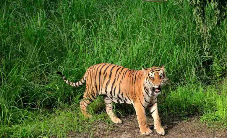 Are Tigers Apex Predators? Analyzing the Trophic Status of Tigers