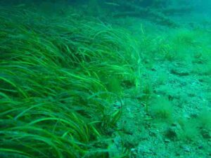 Trophic Levels in a Food Web: Halophytic Plants like Seagrass are Primary Producers in Marine Ecosystems (Credit: Peter Southwood 2014 .CC BY-SA 4.0.)