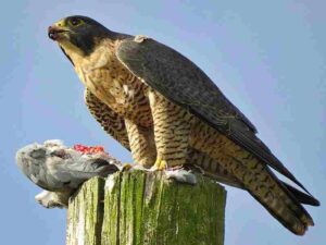 Trophic Levels in a Food Web: Peregrine Falcon Can be Classified as a Tertiary Consumer (Credit: Will Mayall 2016 .CC BY-SA 4.0.)