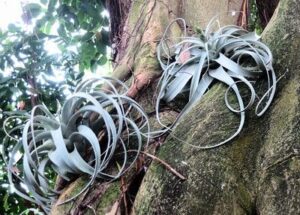 Tropical Rainforest Biotic Factors: Epiphytes like the Bromeliad is an Example of a Tropical Rainforest Producer (Credit: Ruth Hartnup 2015 .CC BY 2.0.)