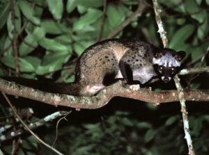 Tropical Rainforest Biotic Factors: Civets can Exhibit Occasional Omnivorous Behavior (Credit: Bernard DUPONT 2003 .CC BY-SA 2.0.)