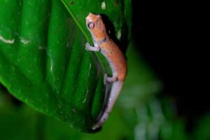 Tropical Rainforest Animals: Amazon climbing salamander (Bolitoglossa palmata) is an Amphibian of the Tropical Rainforest Biome (Credit: Geoff Gallice 2010 .CC BY 2.0.)