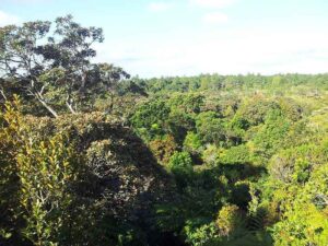 Tropical Rainforest Climate: Solar Radiation Interacts with the Rainforest Canopy to Establish Micro-Climatic Zones (Credit: S Molteno 2014 .CC0 1.0.)