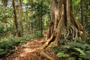Tropical Rainforest Plants: Buttress Trees have Advanced Roots for Maximum Anchorage and Nutrient-Extraction (Credit: Tatters ✾ 2015, uploaded online 2016 .CC BY-SA 2.0.)