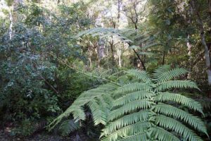 Tropical Rainforest Plants: Elongate Leaves of Ferns Increase Solar Capture and Photosynthetic Efficiency (Credit: Szilas 2016)