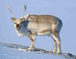Tundra Climate Characteristics: Extreme Frigid Temperatures Pose a Challenge to Tundra Animals and Plants (Credit: Bjørn Christian Tørrissen 2021 .CC BY-SA 4.0.)