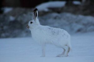 Adaptations of Animals in the Tundra: Snowshoe Hare Uses it Camouflage to Elude Predators like the Snowy Owl (Credit: Jeffery J. Nichols 2011 .CC BY-SA 3.0.)