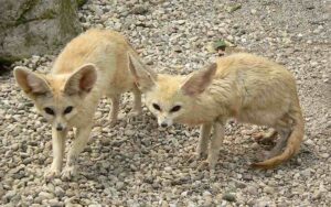 Adaptations of Animals in the Tundra: The Fennec Fox has Larger Ears than Arctic Fox, because its Energy-Conservation Needs are much Less (Credit: Umberto Salvagnin 2008 .CC BY 2.0.)
