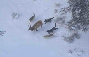 Adaptations of Animals in the Tundra: Pack-Hunting is used to Take Down Challenging Prey by Social Predators (Credit: Doug Smith 2007)
