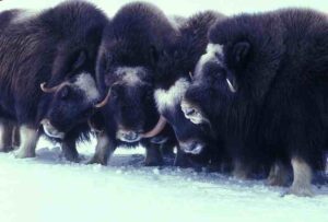 Adaptations of Animals in the Tundra: Muskox Herds may Form Barriers to Face-Off and Intimidate Predators (Credit: U.S. Fish and Wildlife Service 2013)